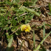 Vigna trilobata (L.) Verdc.